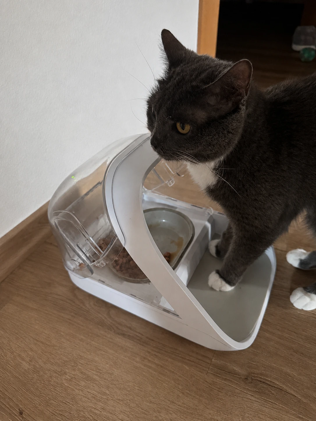 Katze mit Futterautomat